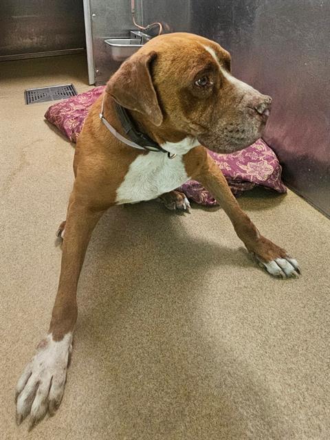 Main Photo of this Dog
