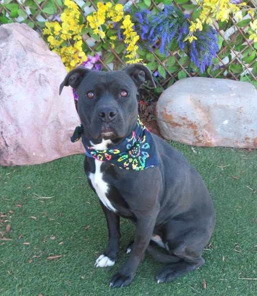Adoptable pet photo