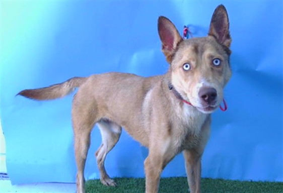 Max, a German Shepherd, available for adoption