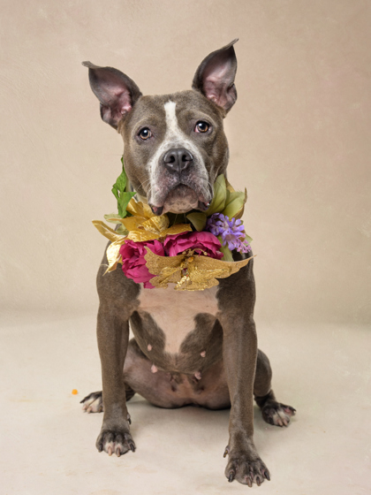 Anastasia, a Pit Bull Terrier, available for adoption