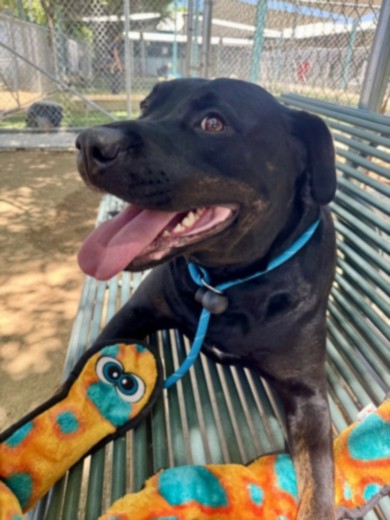 Athena, a Rottweiler, available for adoption