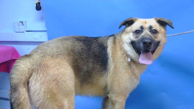 Pumba, a German Shepherd, available for adoption