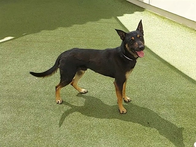 Ratchet, a German Shepherd, available for adoption