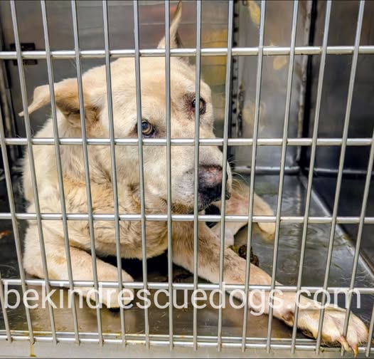A477877, a Golden Retriever, available for adoption