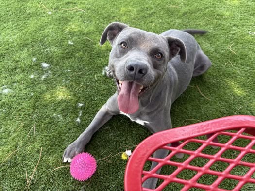 Ollie, a Pit Bull Terrier, available for adoption