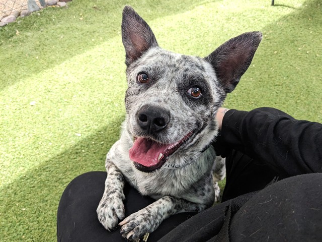 Cactus, a Australian Cattle Dog/Blue Heeler, available for adoption