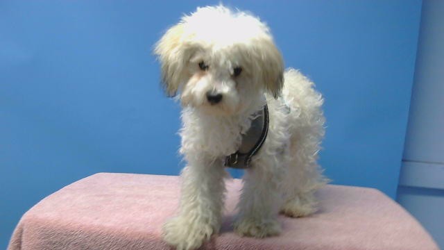 A5789858, a Maltese, available for adoption