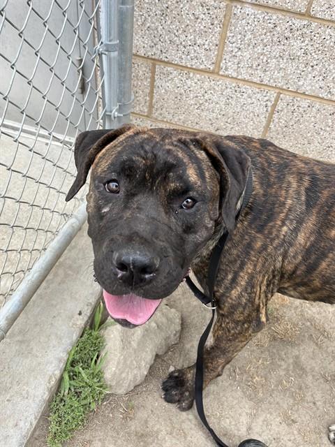 Hercules, a Presa Canario, available for adoption