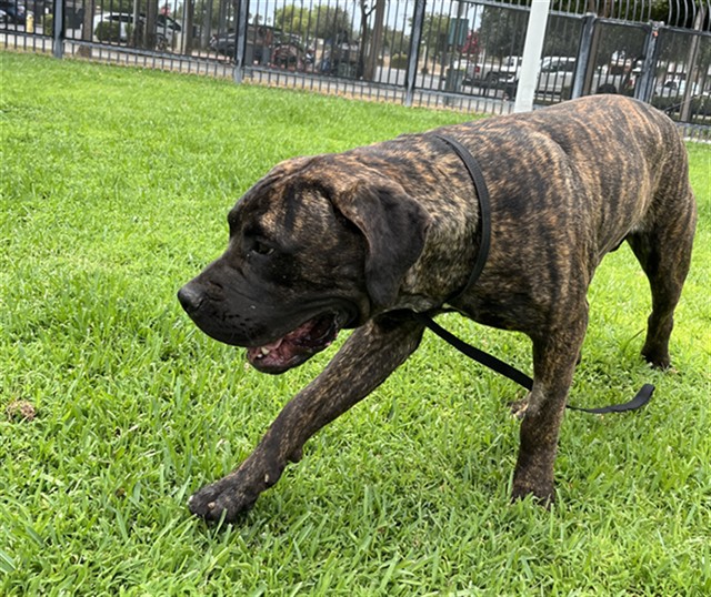 Other Photos of thie Dog