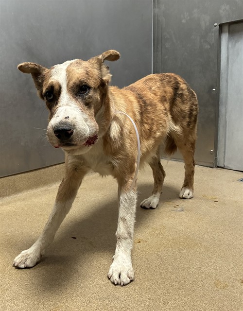 A5790570, a German Shepherd, available for adoption