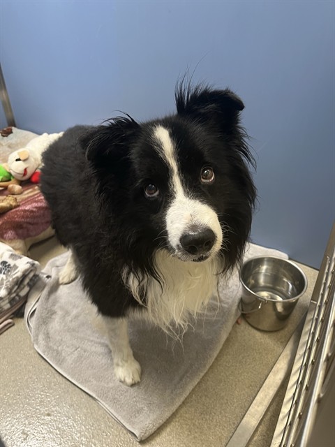 Devin, a Border Collie, available for adoption