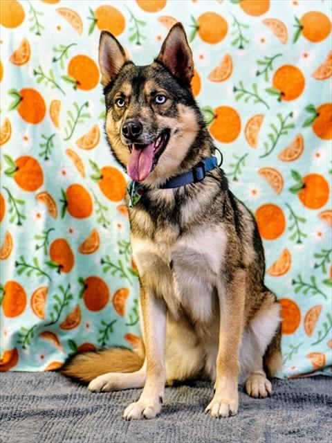 Maxine, a Siberian Husky (mix breed), available for adoption