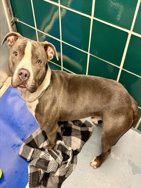Jordan, a Staffordshire Bull Terrier (mix breed), available for adoption