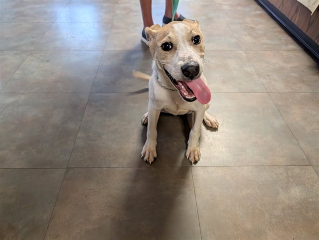 Petunia, a Labrador Retriever (mix breed), available for adoption