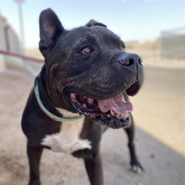 Rex, a Pit Bull Terrier, available for adoption