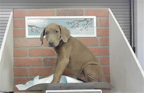 Plum, a Staffordshire Bull Terrier (mix breed), available for adoption