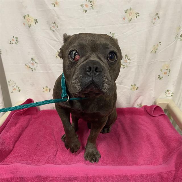 Bob Redell, a French Bulldog, available for adoption