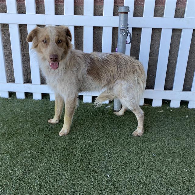 Jupiter, a Australian Shepherd, available for adoption