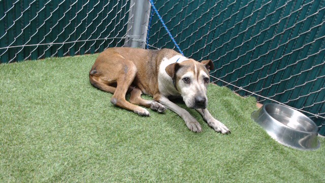 Kisi, a Bullmastiff, available for adoption