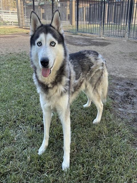 Adoptable pet photo