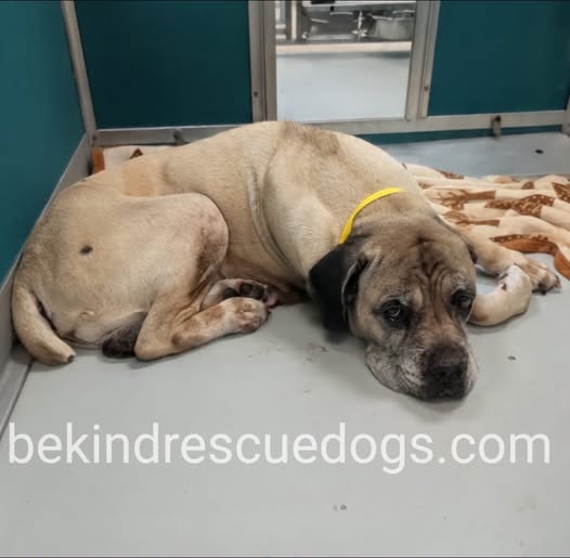 Adoptable pet photo