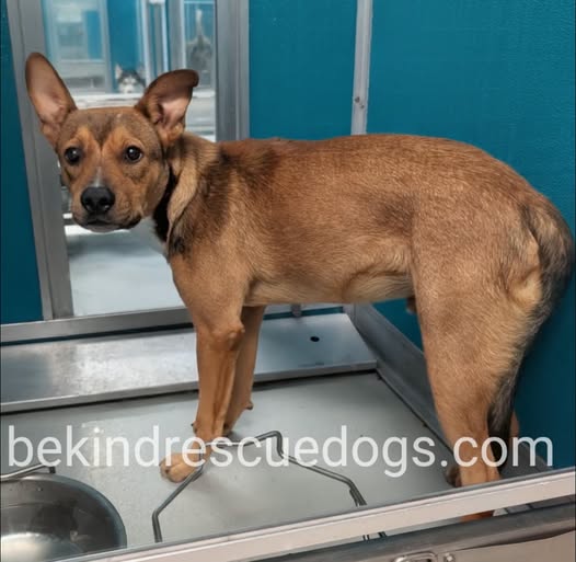 Adoptable pet photo