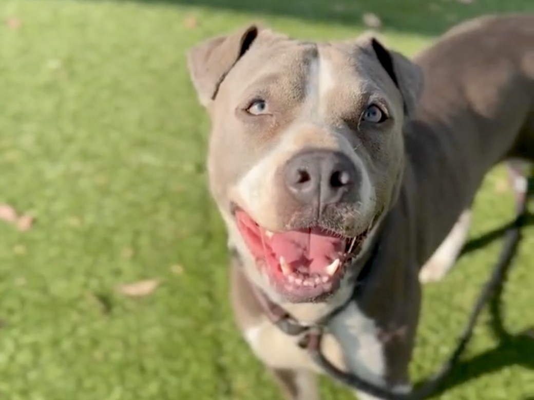 Adoptable pet photo