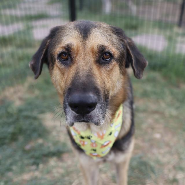 Adoptable pet photo