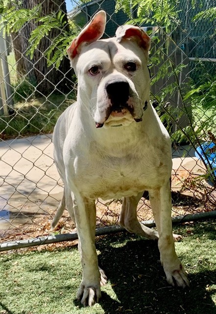 Adoptable pet photo