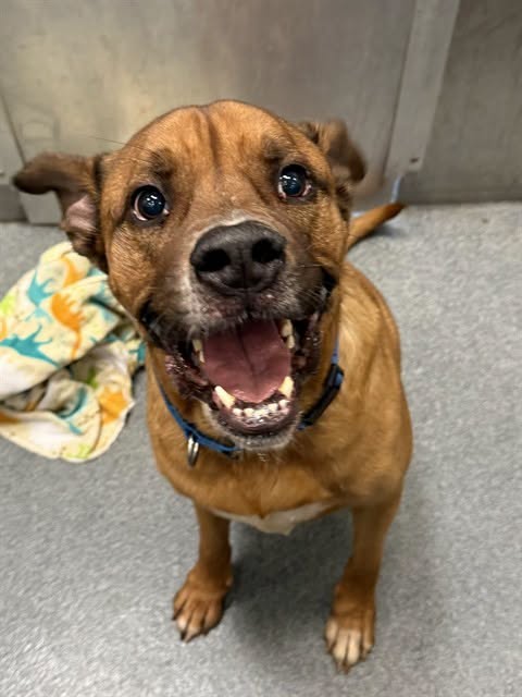 Adoptable pet photo