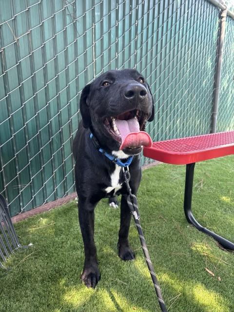Labrador Retriever (mix breed) available for adoption