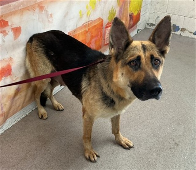 German Shepherd available for adoption