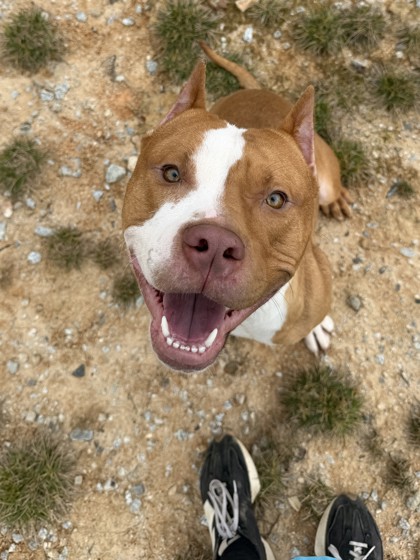 Tavis, a Pit Bull Terrier (mix breed), available for adoption