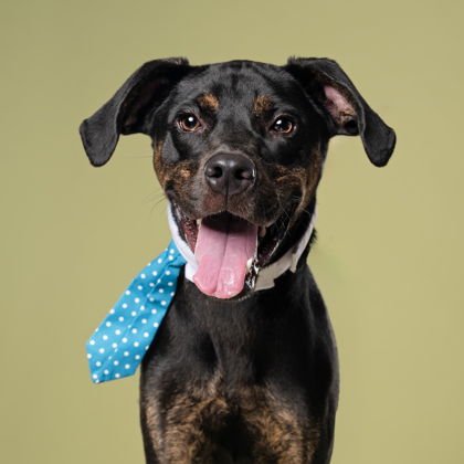 Jax, a Fox Terrier (mix breed), available for adoption