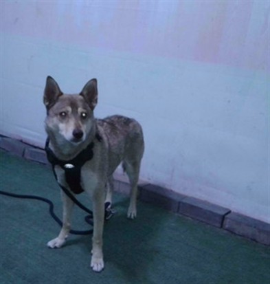 A5796305, a German Shepherd, available for adoption