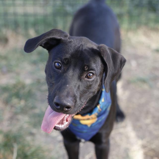 Ob La Da, a Retriever, available for adoption