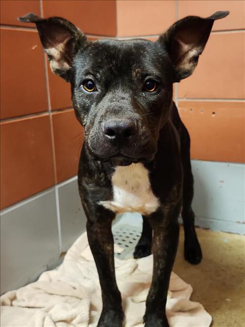 Ethan, a Staffordshire Bull Terrier (mix breed), available for adoption