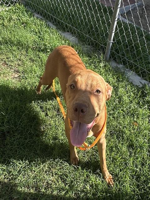 Lemon, a Pit Bull Terrier, available for adoption
