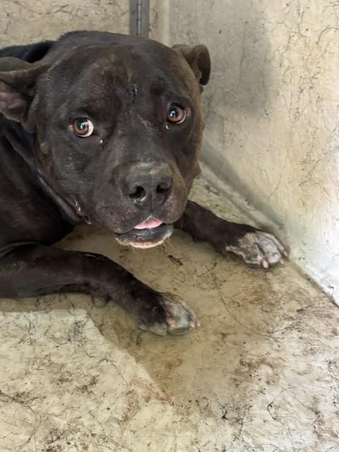 A479938, a American Staffordshire Terrier (mix breed), available for adoption