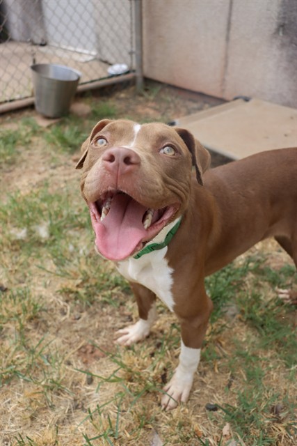 Chili, a Pit Bull Terrier (mix breed), available for adoption