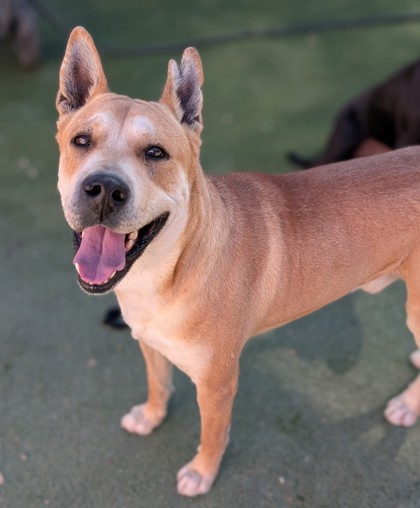 Pinky, a American Staffordshire Terrier, available for adoption
