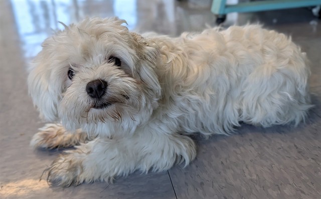 Georgie, a Maltese, available for adoption