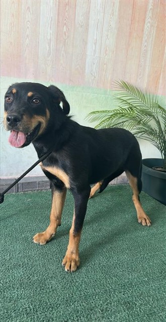 Buffy, a Rottweiler, available for adoption