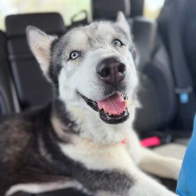 Mina, a Siberian Husky, available for adoption