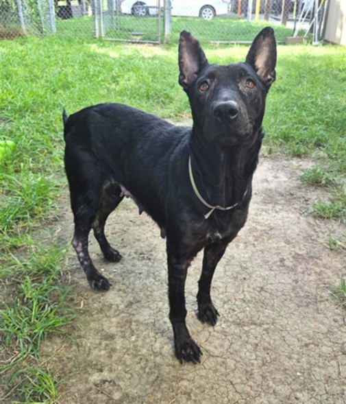 Sarina, a German Shepherd (mix breed), available for adoption