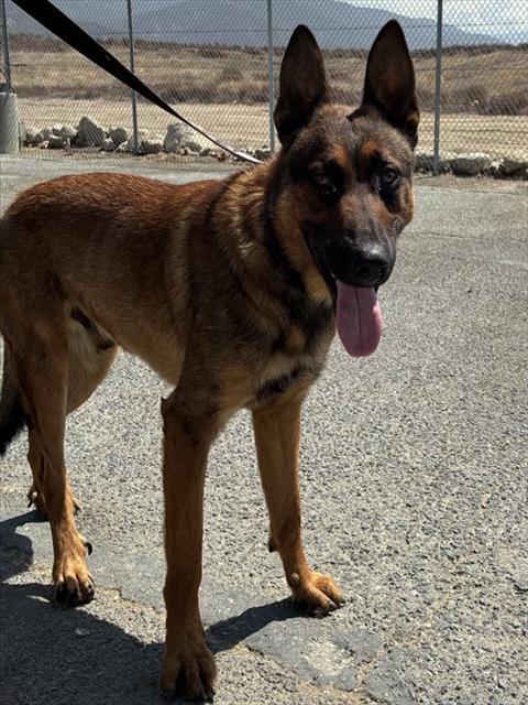 Greg, a Shepherd (mix breed), available for adoption