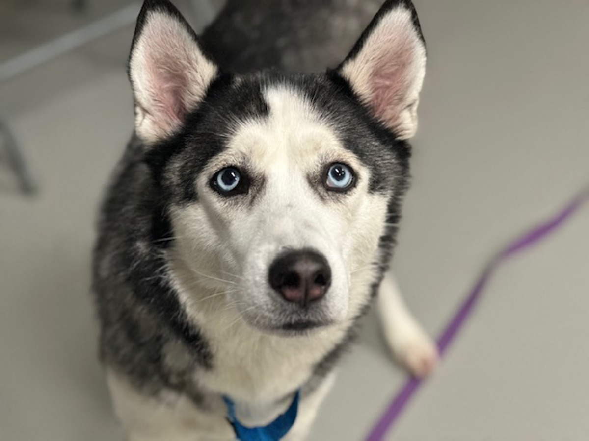 Tuna, a Siberian Husky, available for adoption