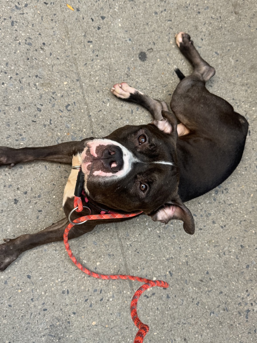 Other Photos of thie Dog
