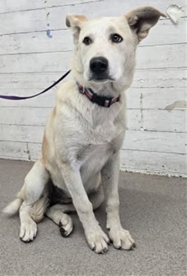 Agatha, a German Shepherd (mix breed), available for adoption