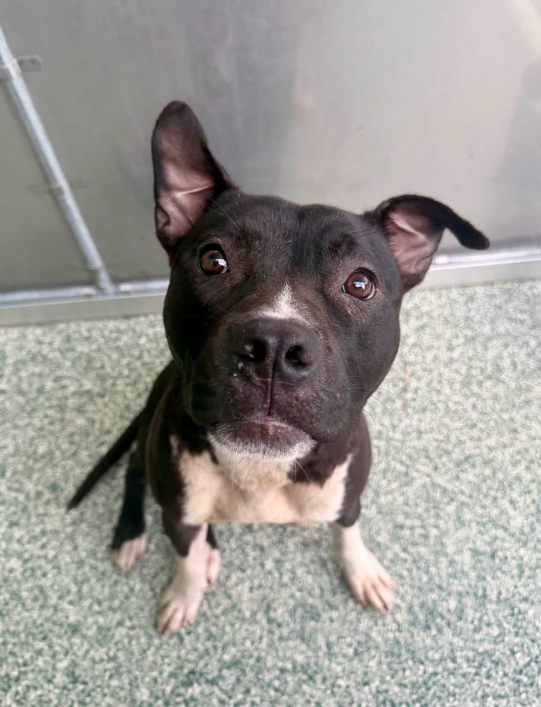 Shy, a Pit Bull Terrier, available for adoption
